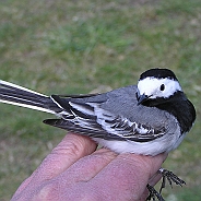 White Wagtail